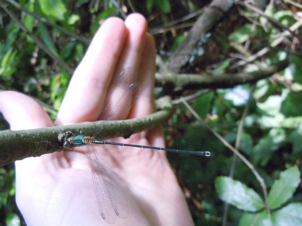 Chalcolestes viridis?    no, Chalcolestes parvidens